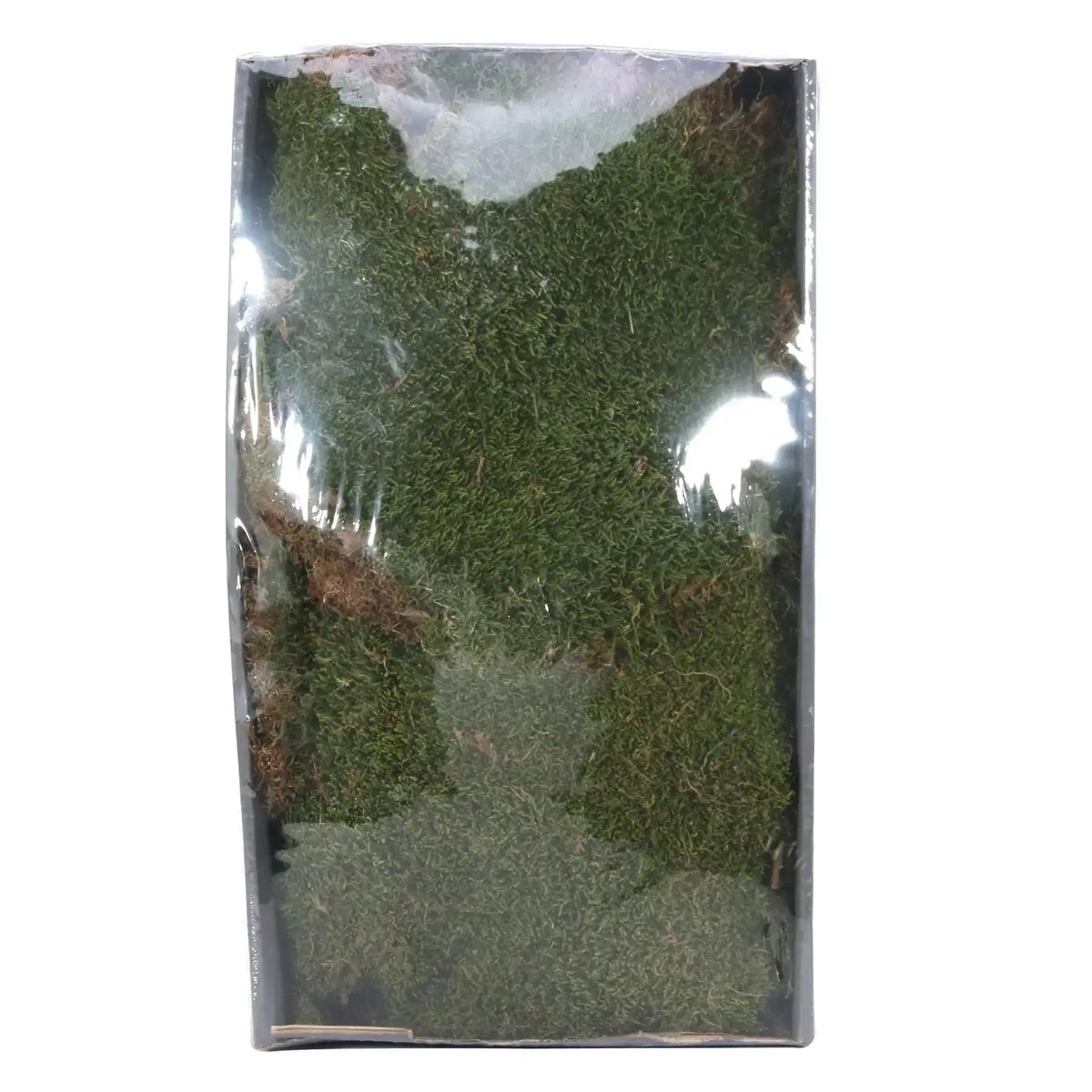 Preserved green moss for home décor, gifts, and crafting – natural texture in clear packaging