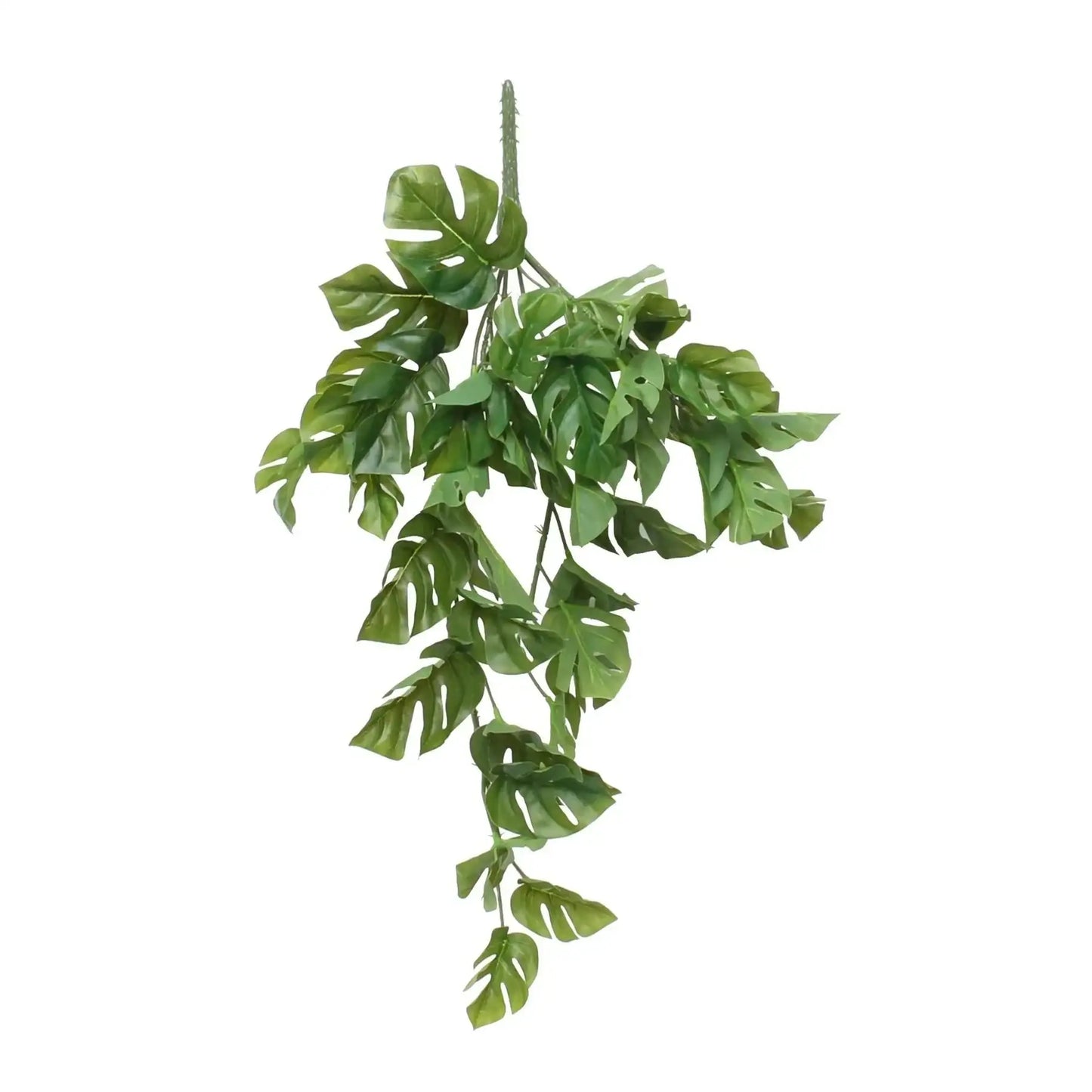 Split Philo Hanging Bush (24Inch)