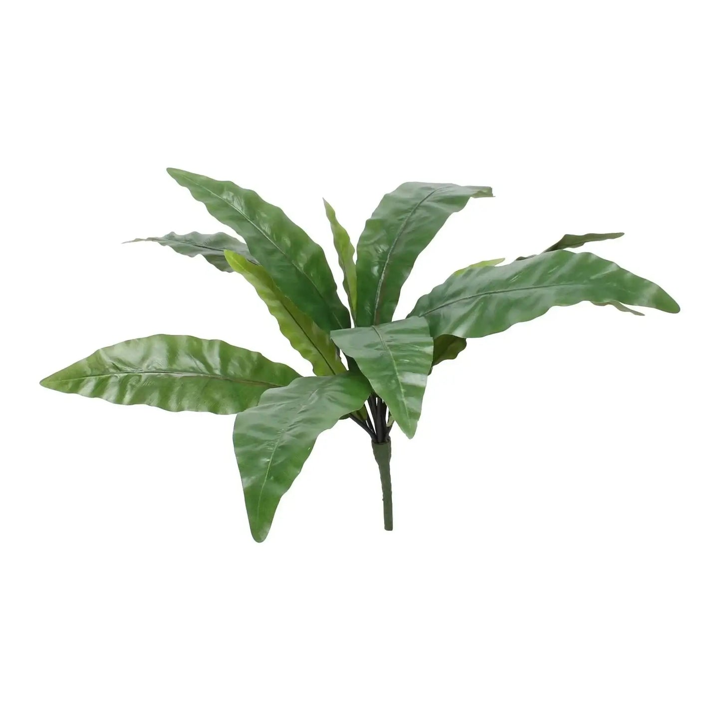 Bird Nest Fern Bush (25Inch)