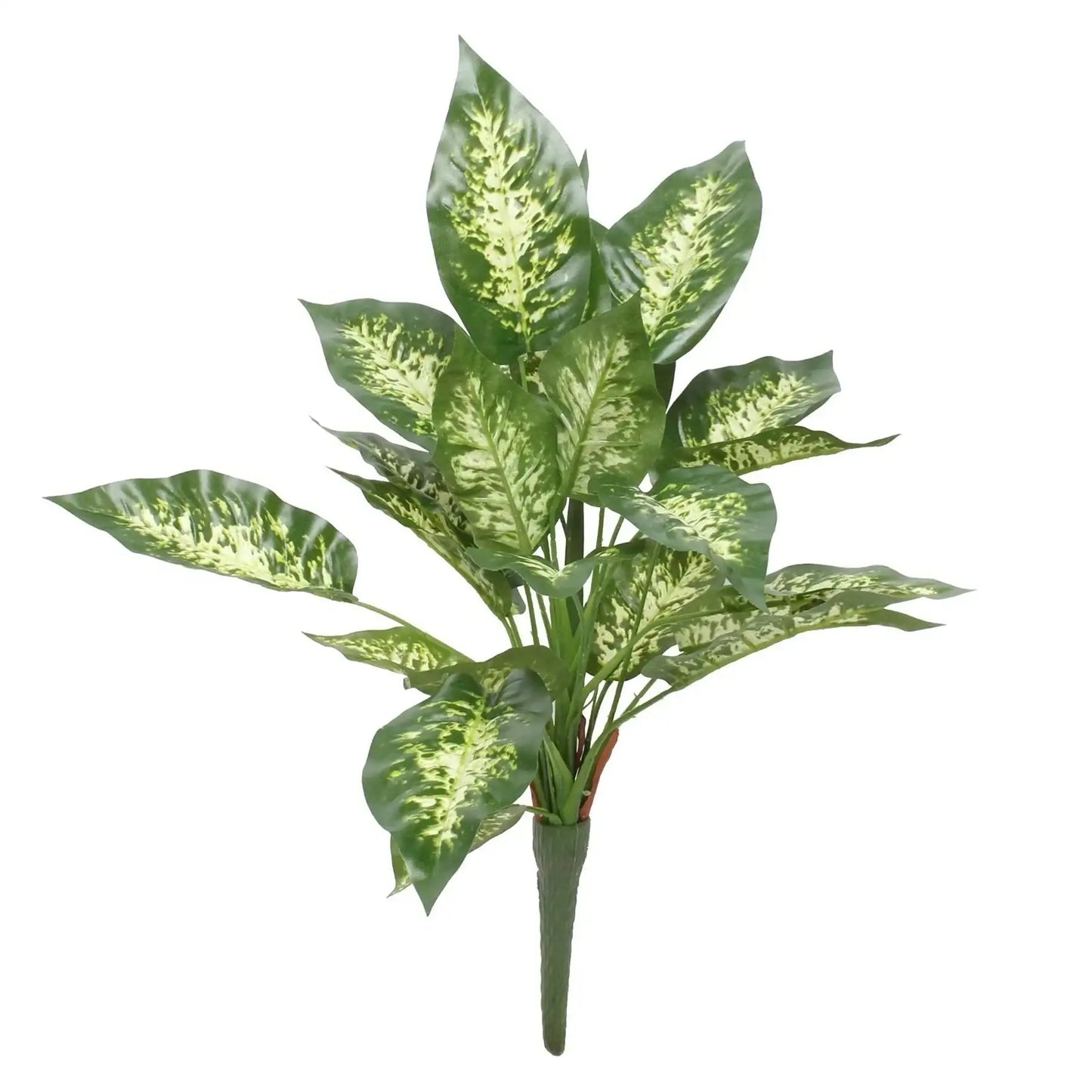 Diffenbachia Exotica Bush (18Inch)