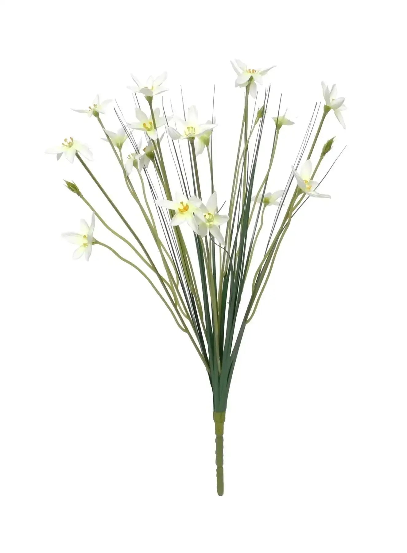 Zephyranthes Candida Bush (17Inch)