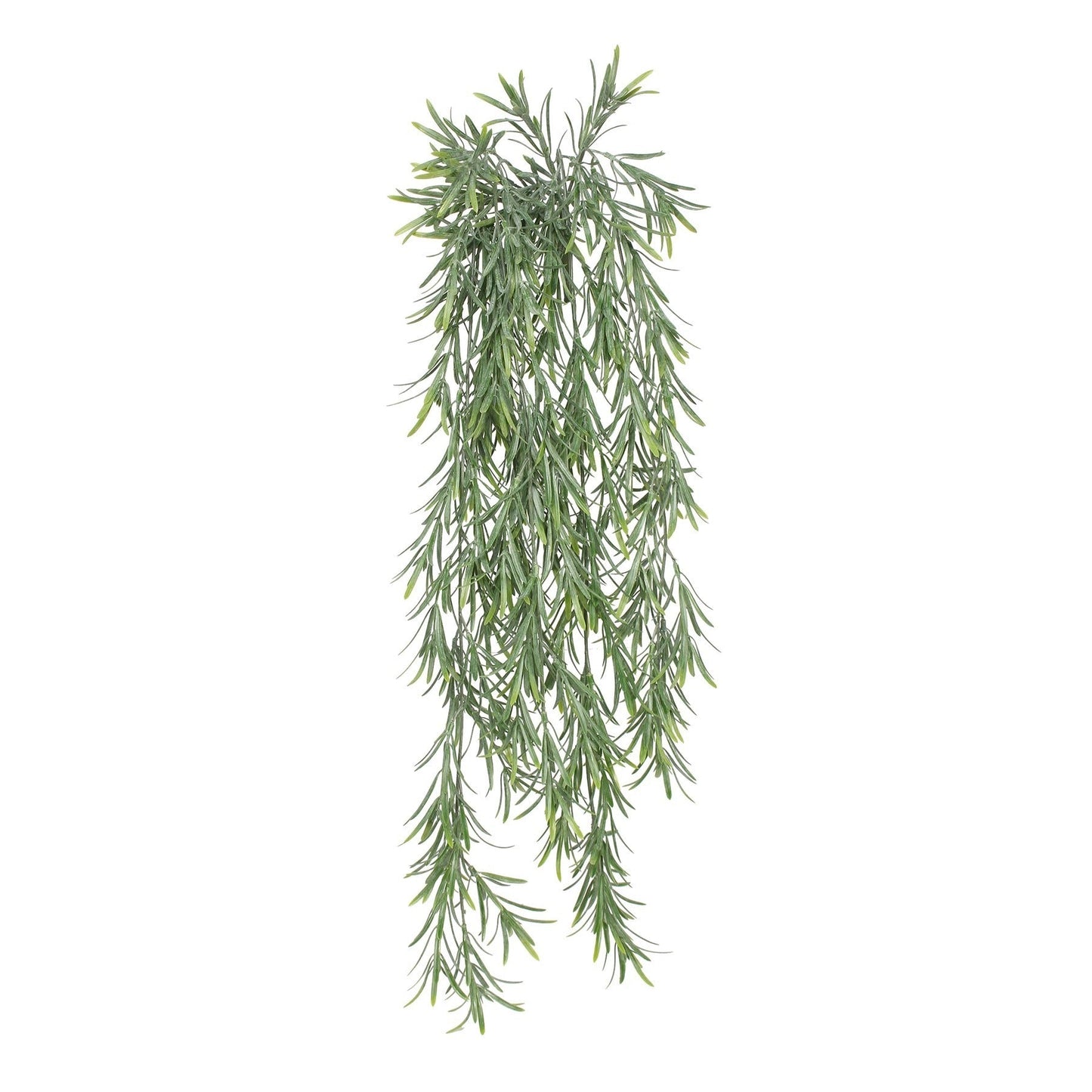 Discover the UV Exterior Everlast Trailing Rosemary Plant (76cm) at Bristow Direct