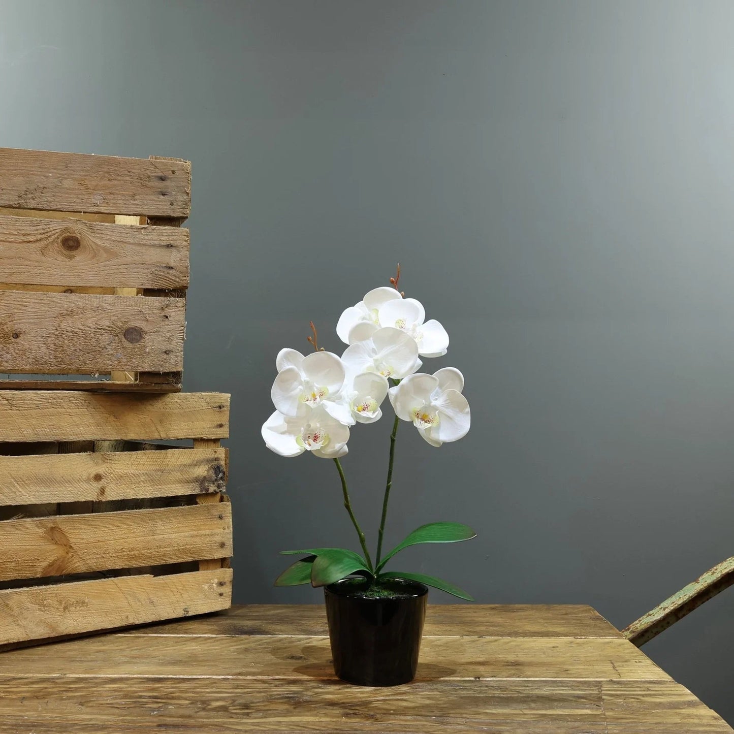 Artificial White Aragon Phalaenopsis in Planter 40cm (Medium - 2 Stems)
