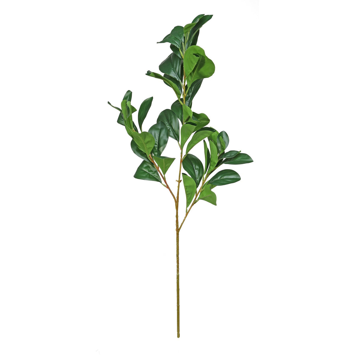Discover the Essential Green Hard Ruscus at Bristow Direct