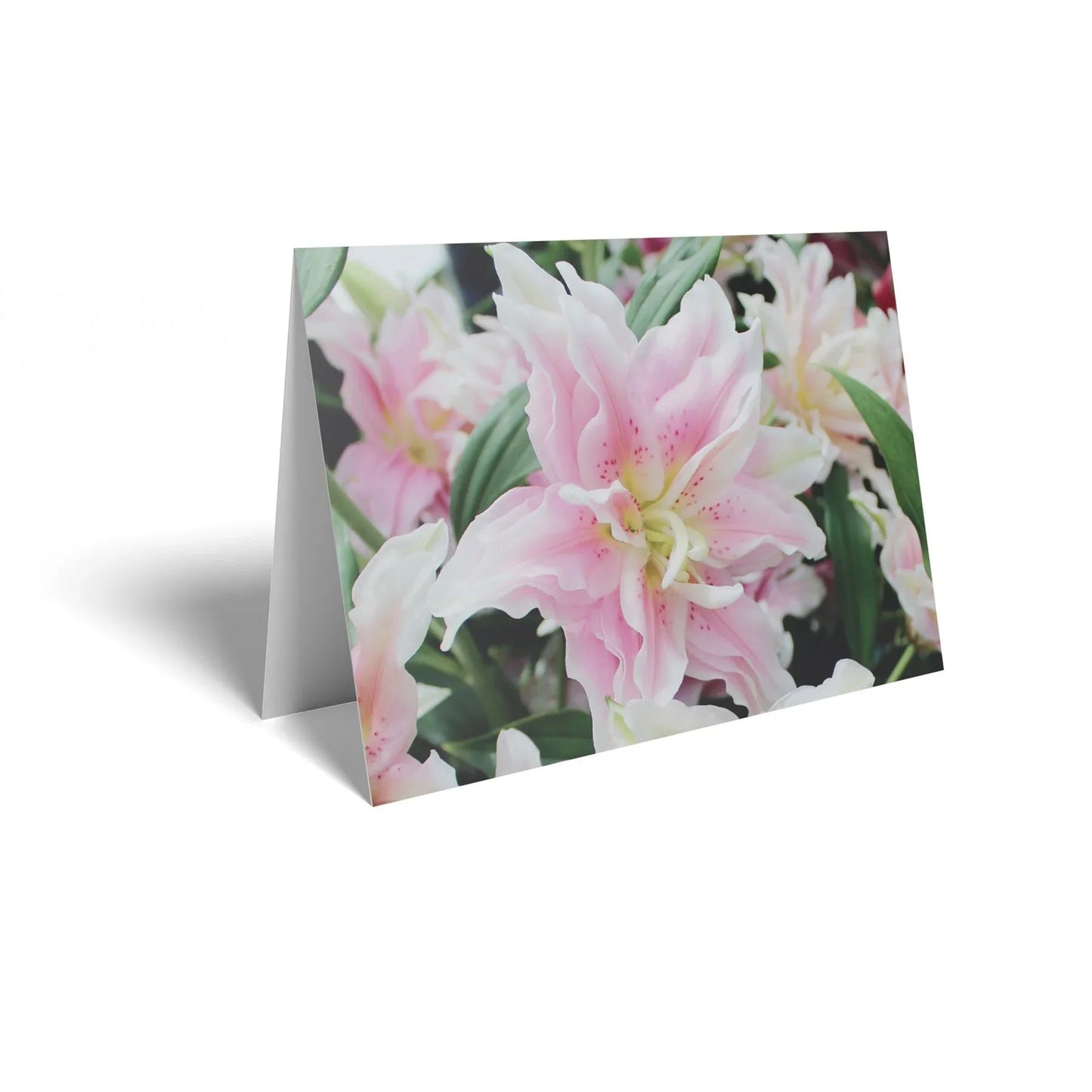 Pink Lily Folded Card with Care Info (pack of 25)