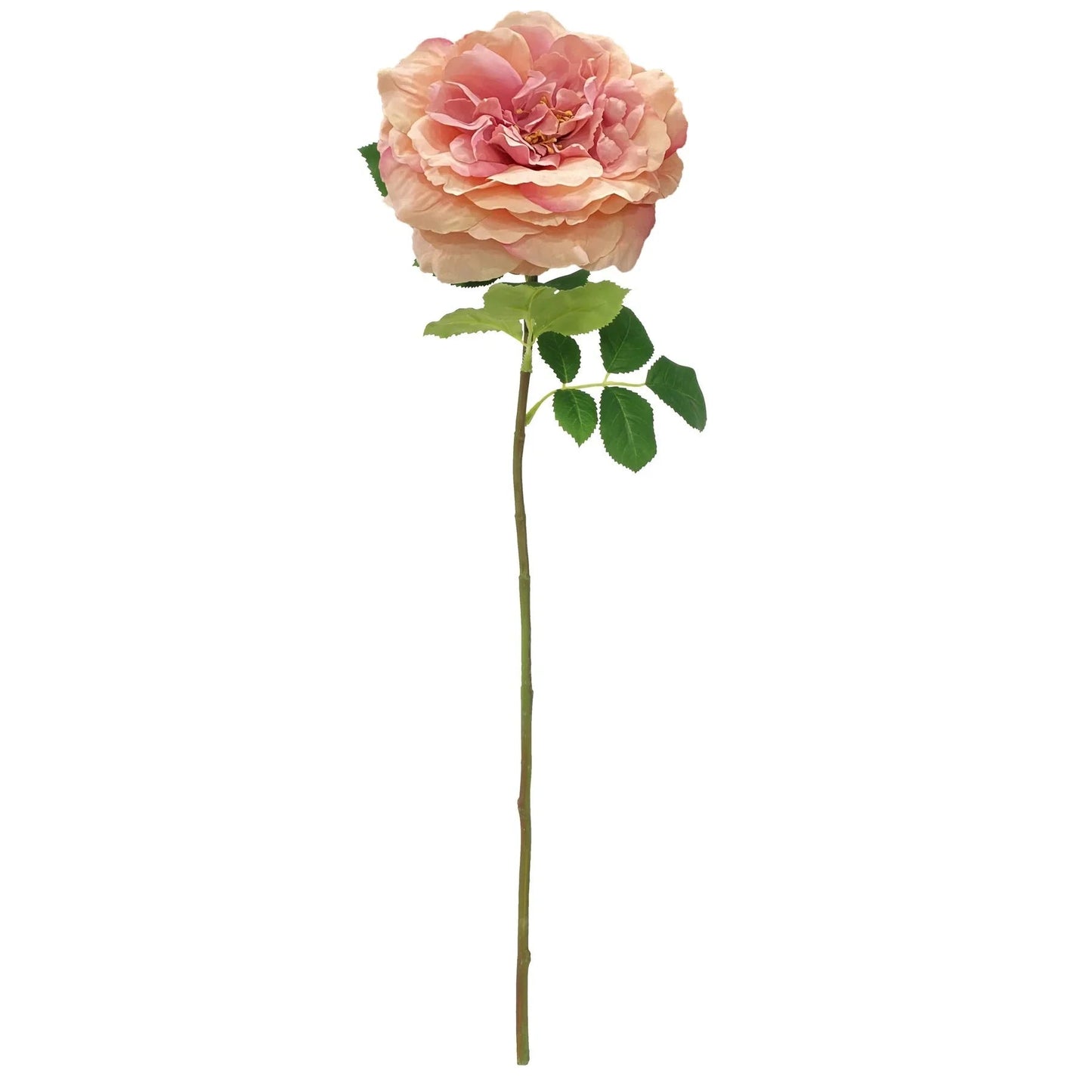 Discover the Balmoral Wild Pink Rose (65cm) at Bristow Direct