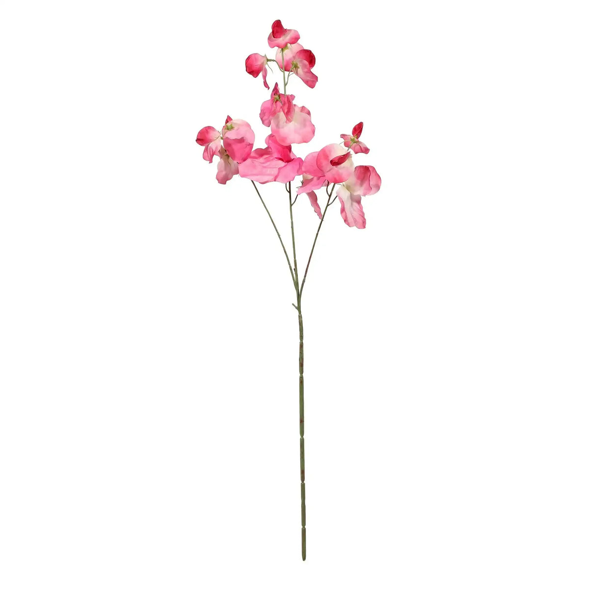 Botanica Pink Sweetpea (73cm)
