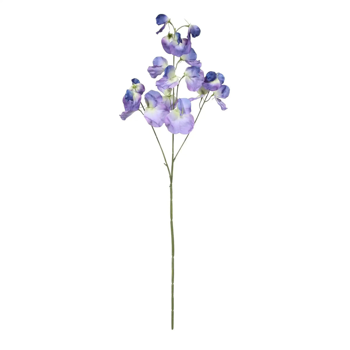 Botanica Dark Blue Sweetpea (73cm)