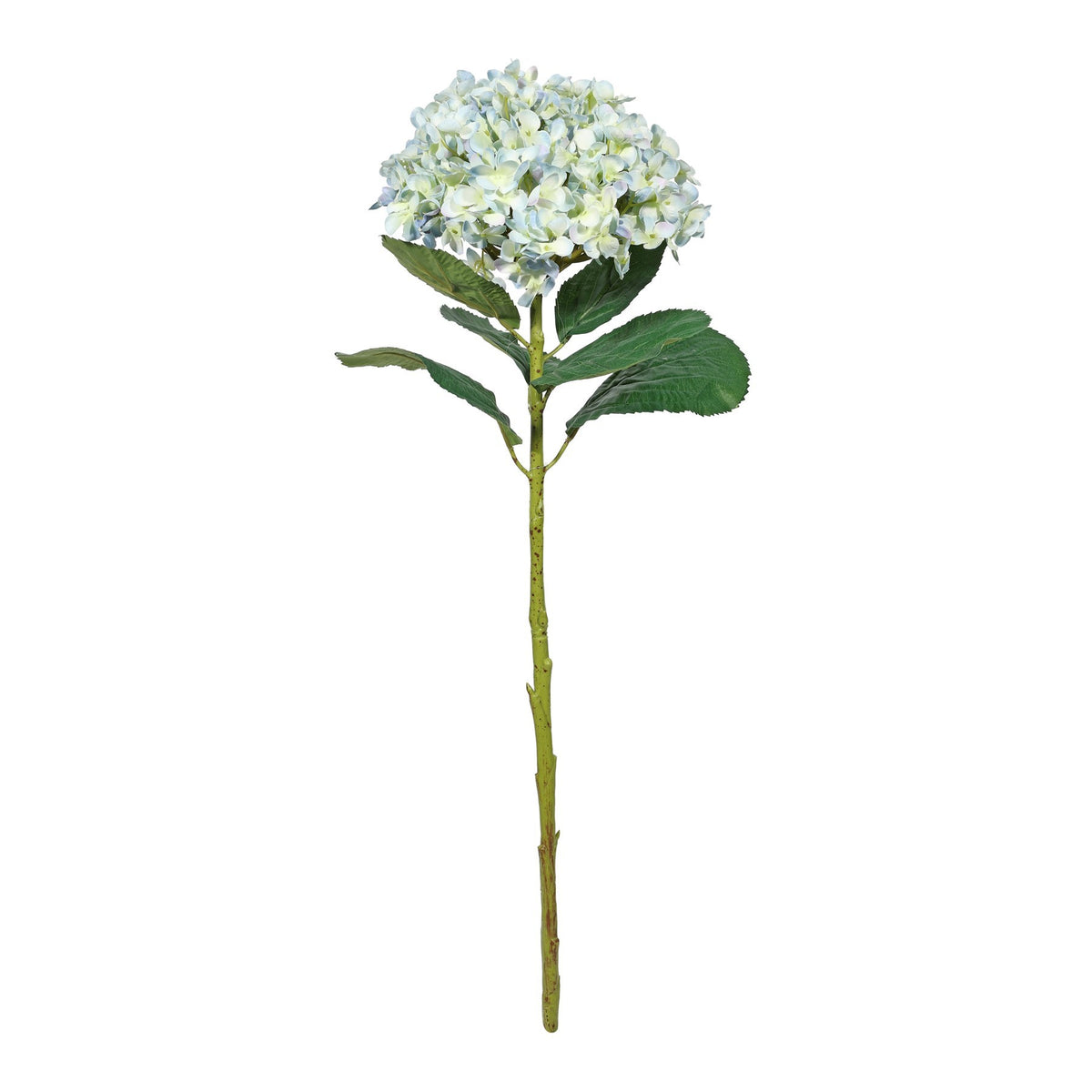 Discover the Botanica Giant Pale Blue Cream Mop Head Hydrangea (73cm) at Bristow Direct