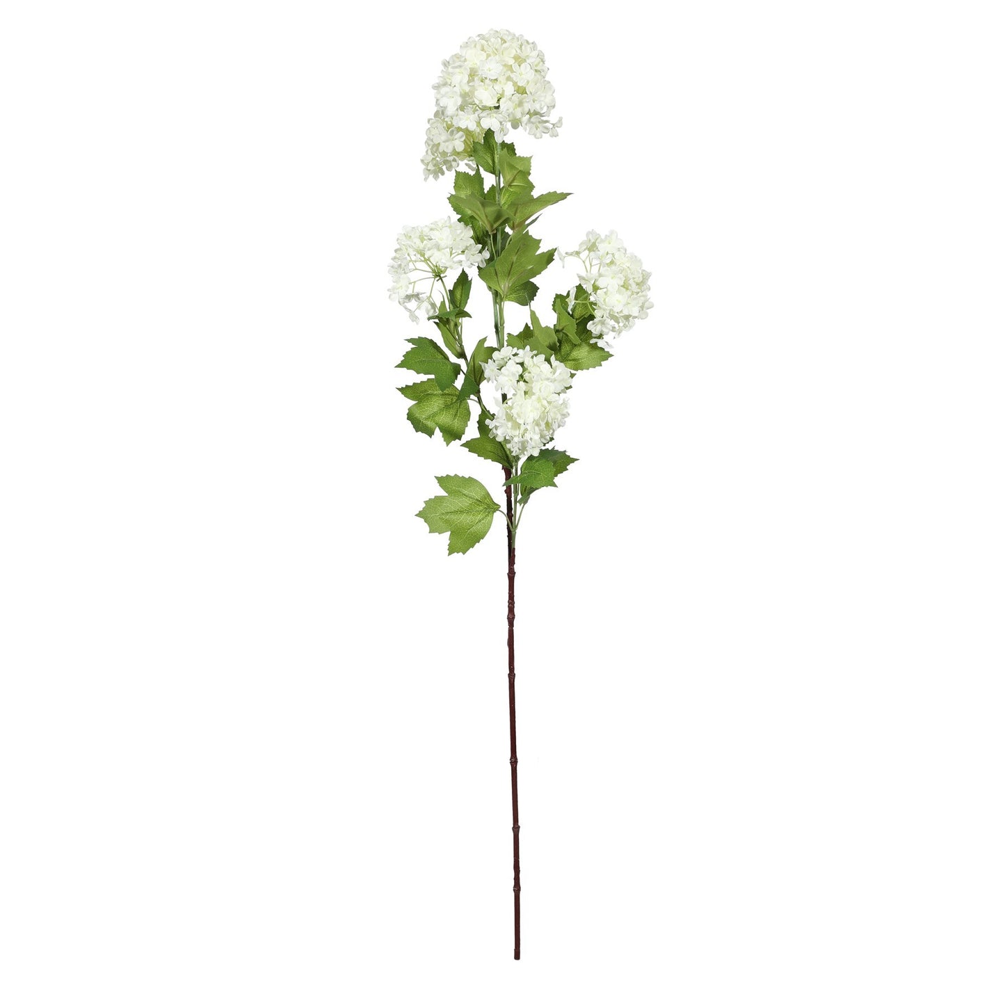 White Botanica Viburnum Opulus