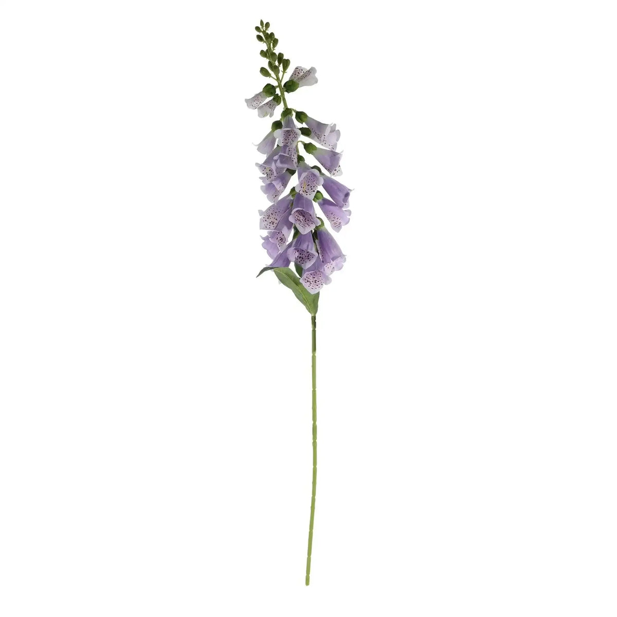 Essential Lilac Foxglove