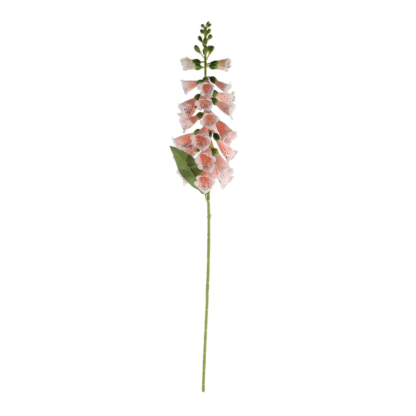 Essential Peach Foxglove