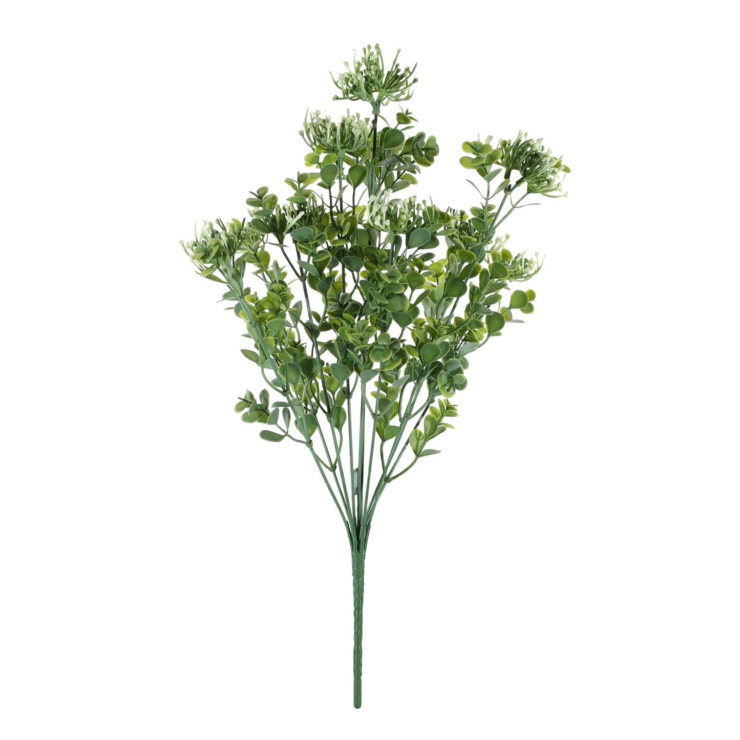 Discover the Essential White Sedum Bush at Bristow Direct