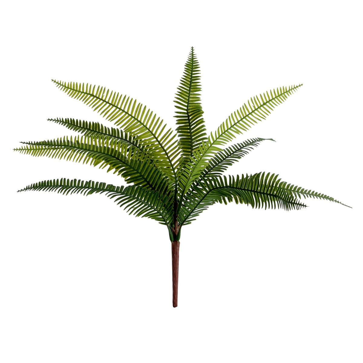 Discover the Essential Birds Nest Fern at Bristow Direct