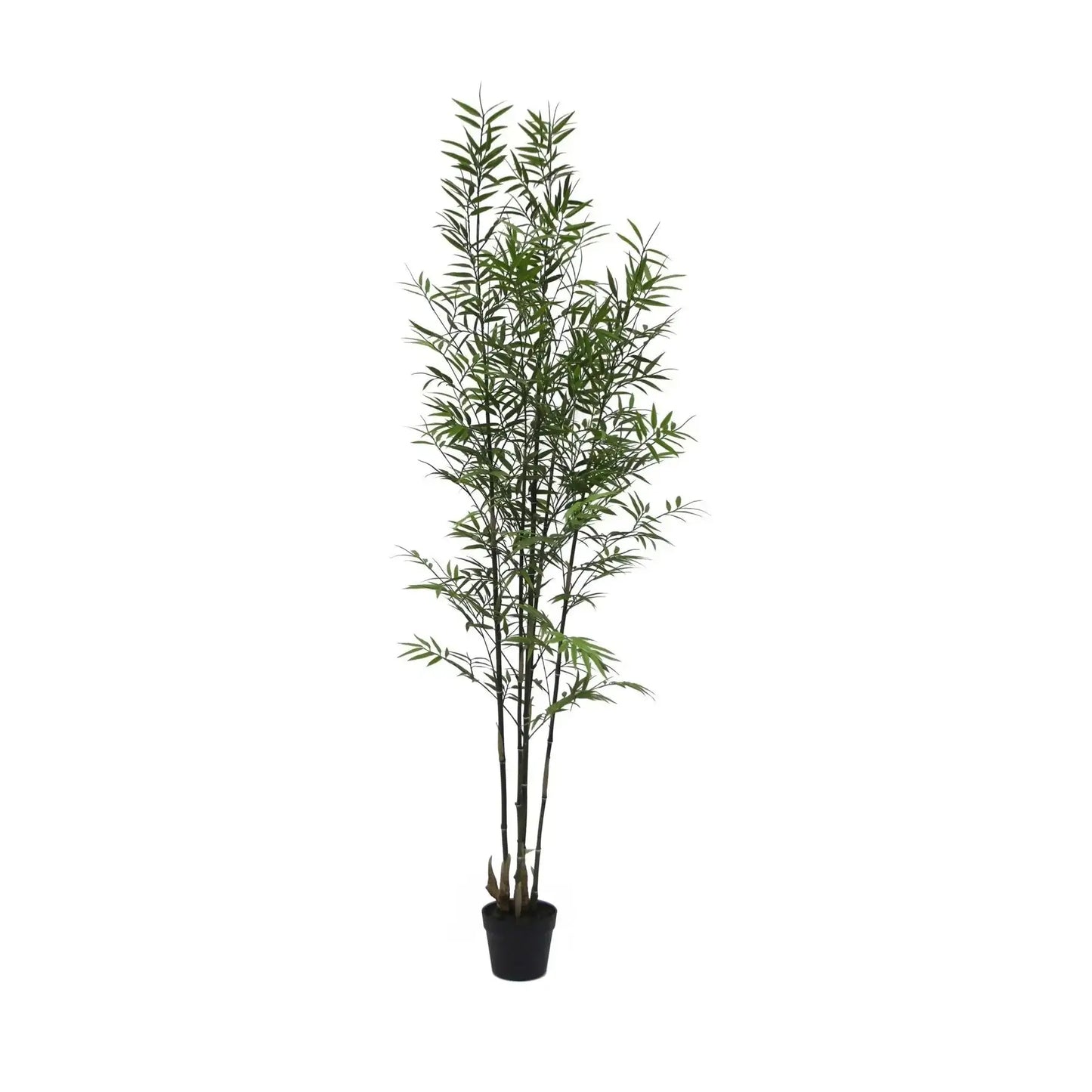 UV Botanica Bamboo Plant (182cm)