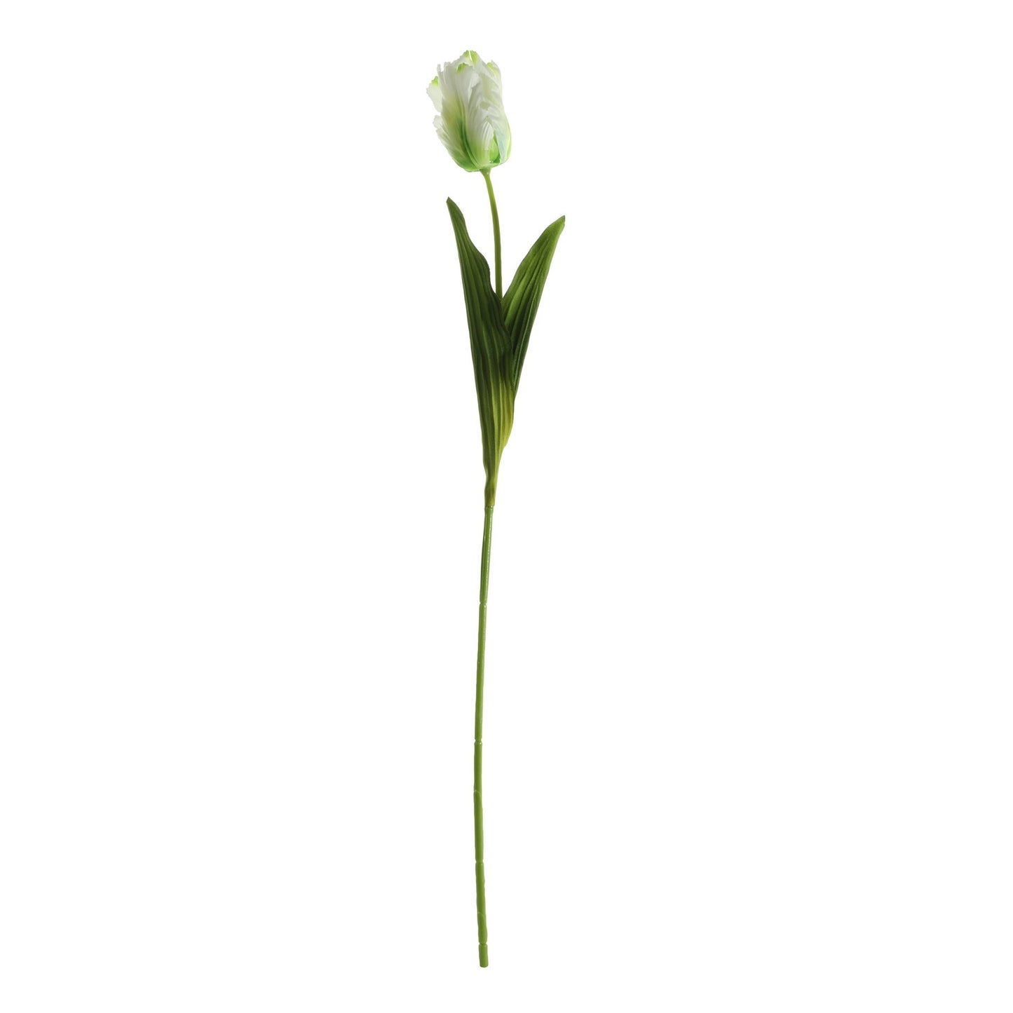 Essential Cream Parrot Tulip