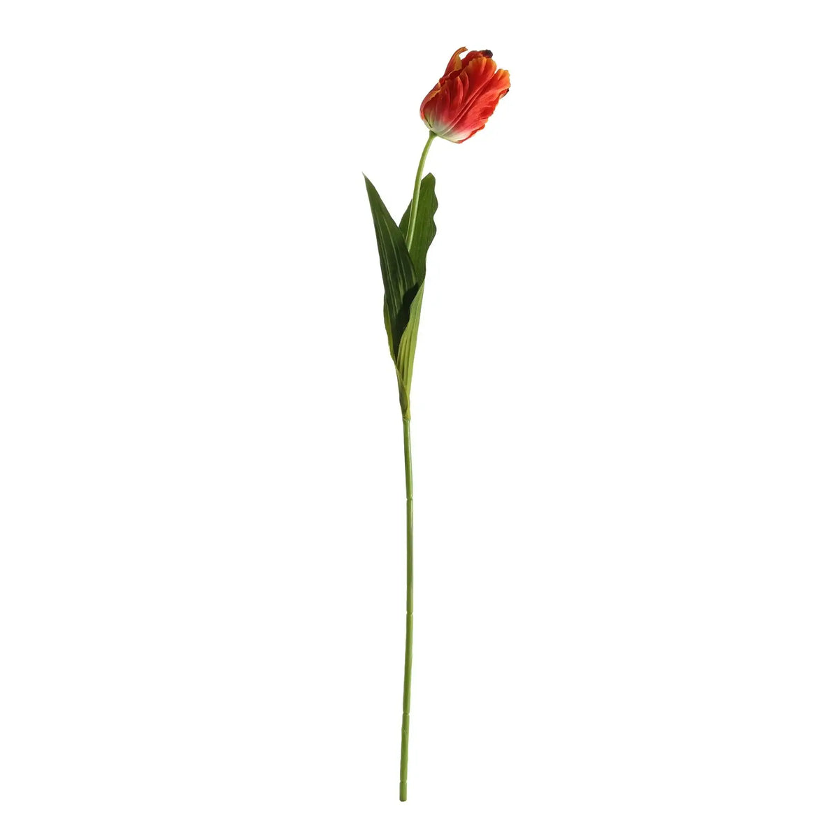 Essential Orange Parrot Tulip (70cm)