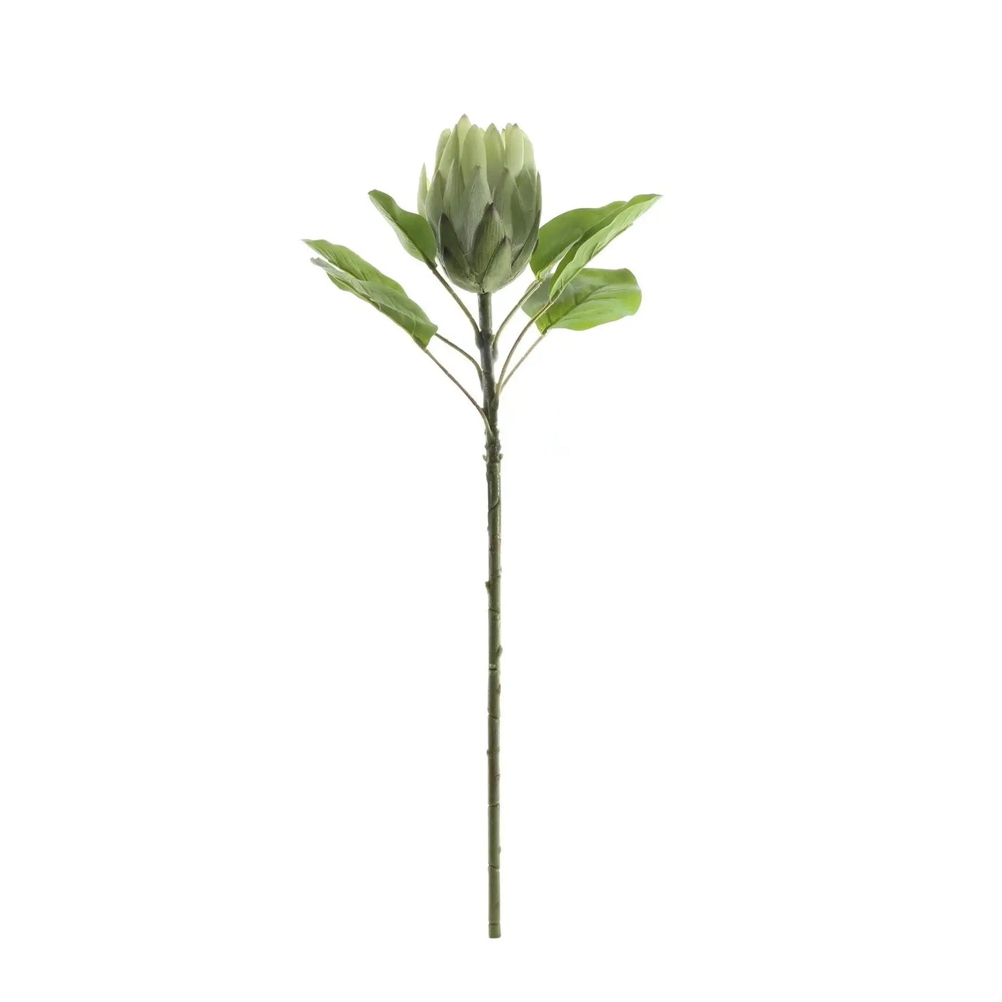 Green Large Protea (65cm)