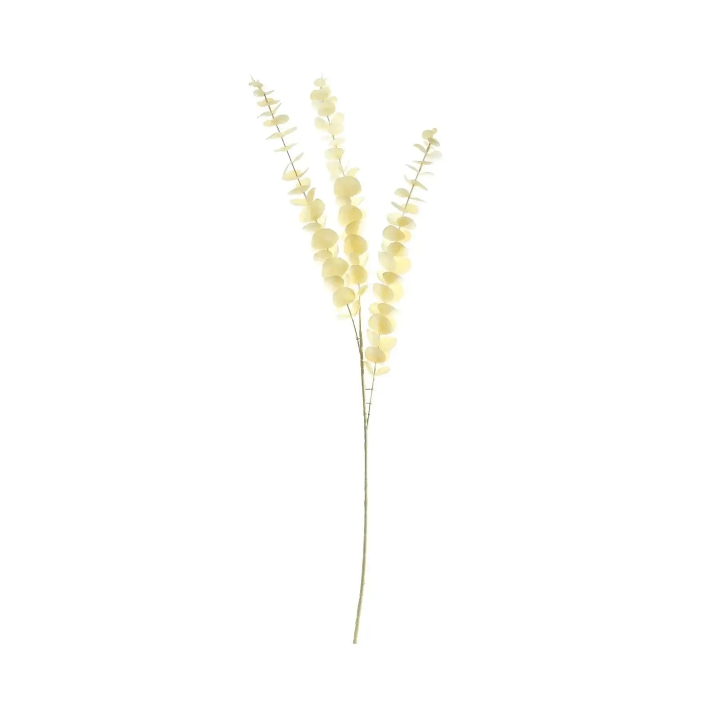Essential Dry Look Eucalyptus Stem