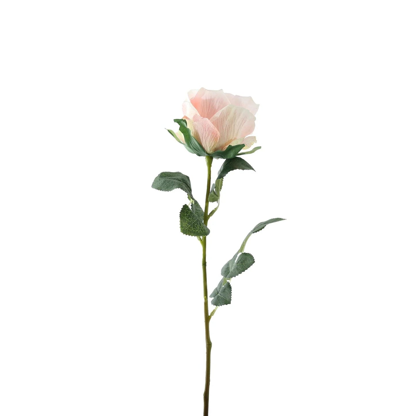 Essential Pale Pink Garden Rose