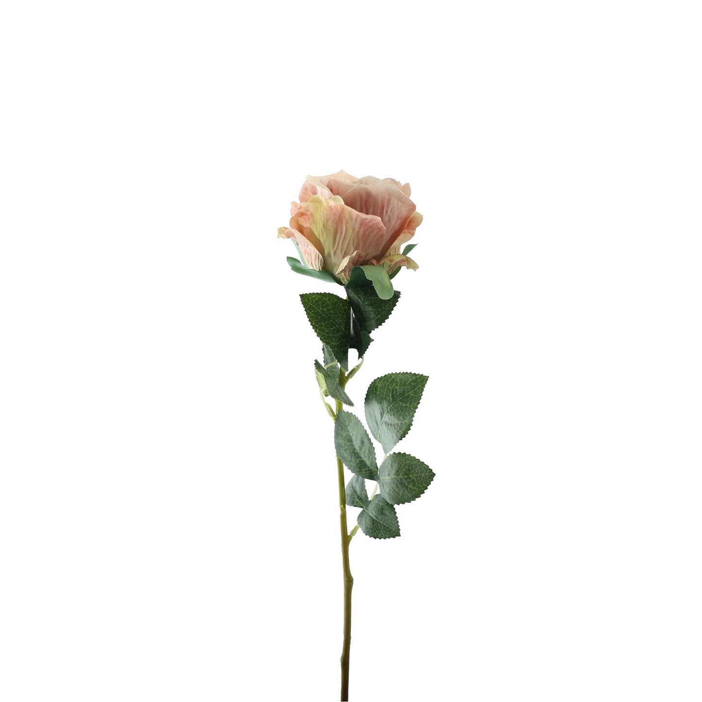 Discover the Essential Vintage Blush Garden Rose at Bristow Direct