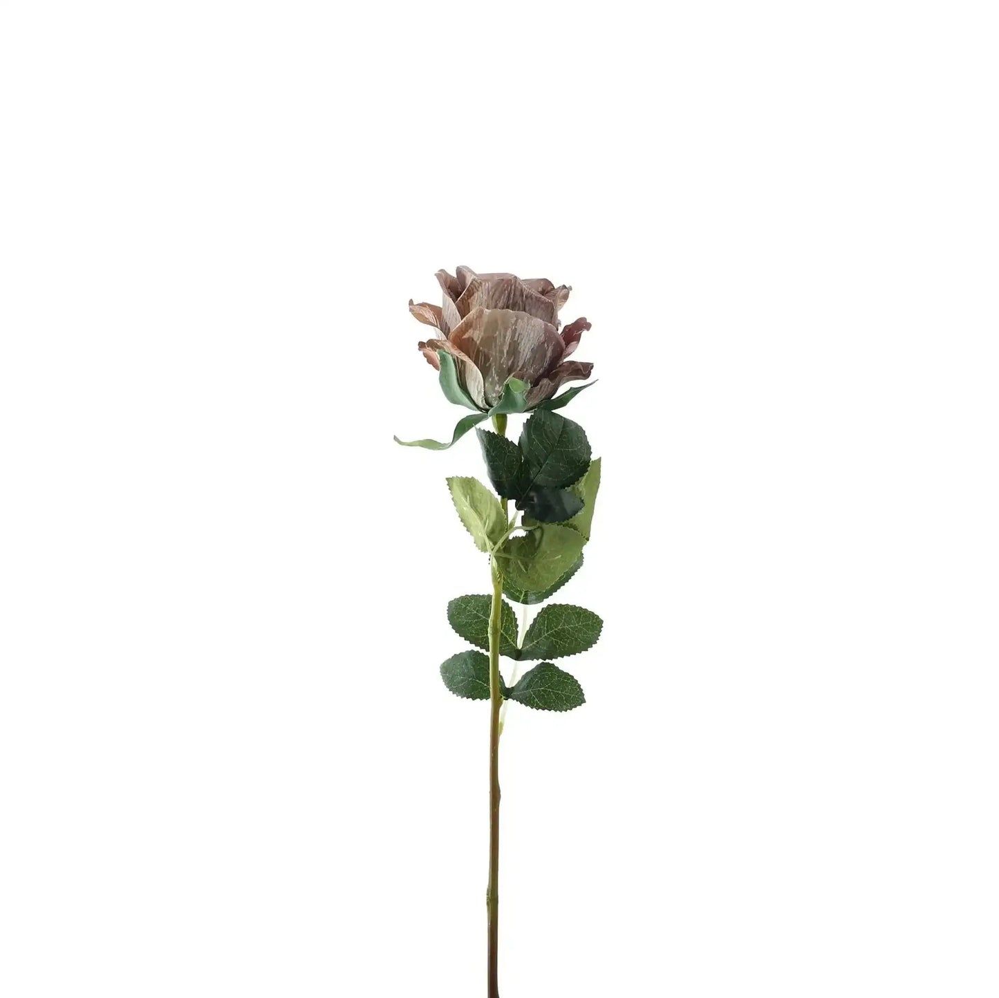 Essential Taupe Garden Rose