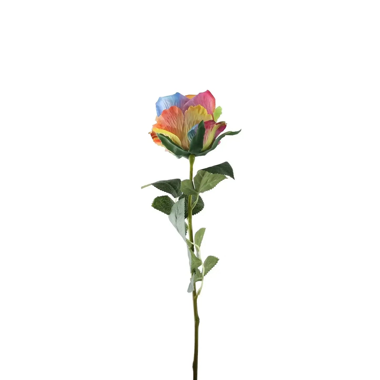 Essential Rainbow Garden Rose