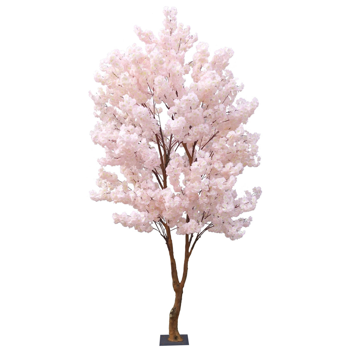 Discover the Light Pink Sakura Blossom Tree (2.8m) at Bristow Direct