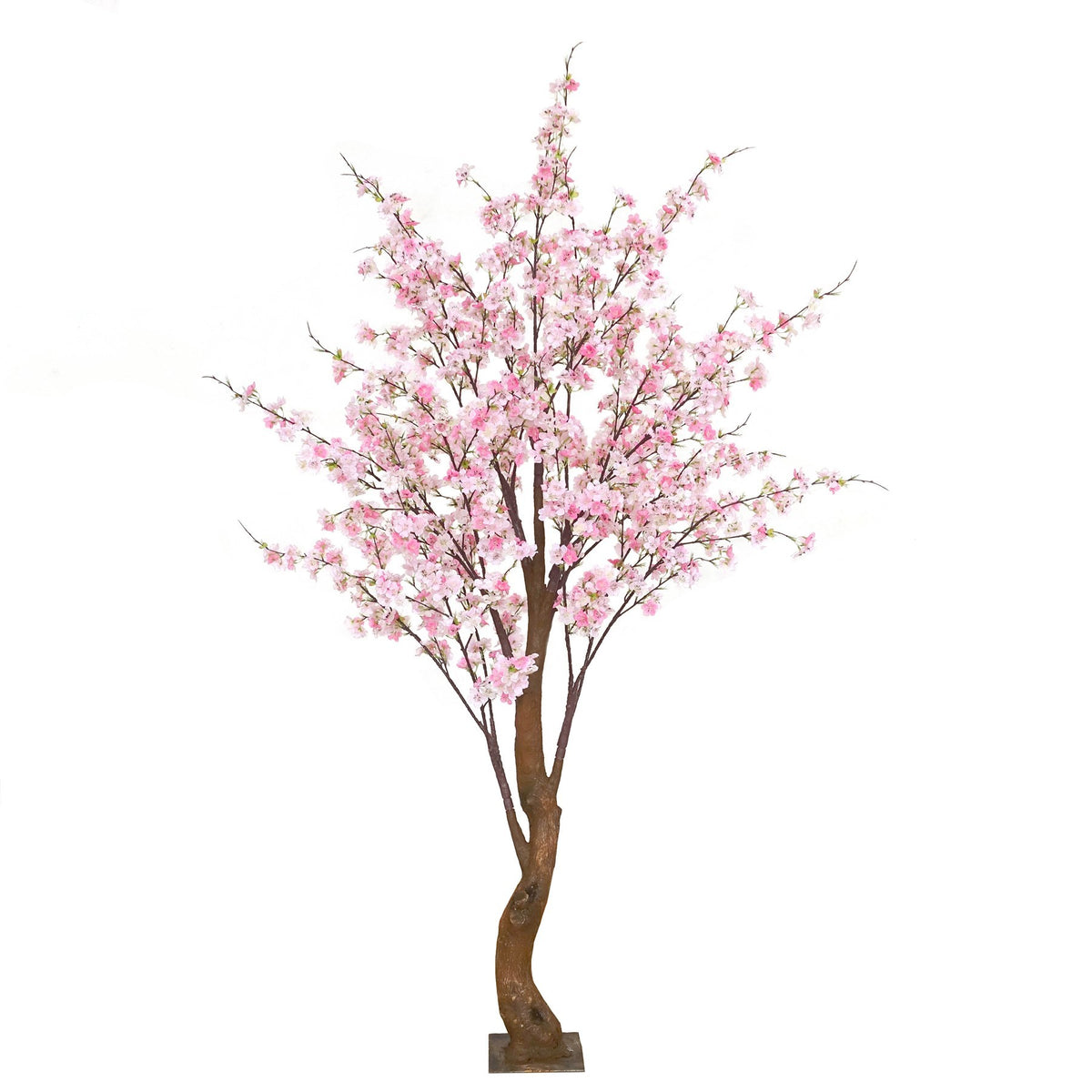 Discover the Light Pink Yoshino Blossom Tree (1.8m) at Bristow Direct
