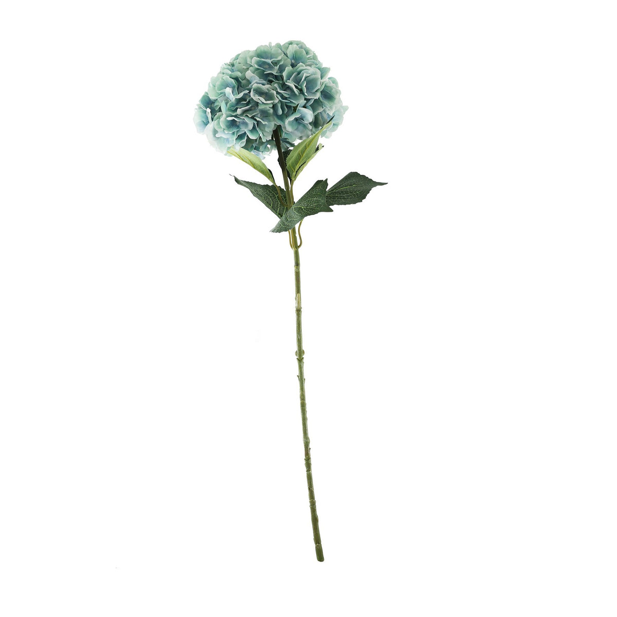 Discover the Essential Blue Giant Hydrangea at Bristow Direct