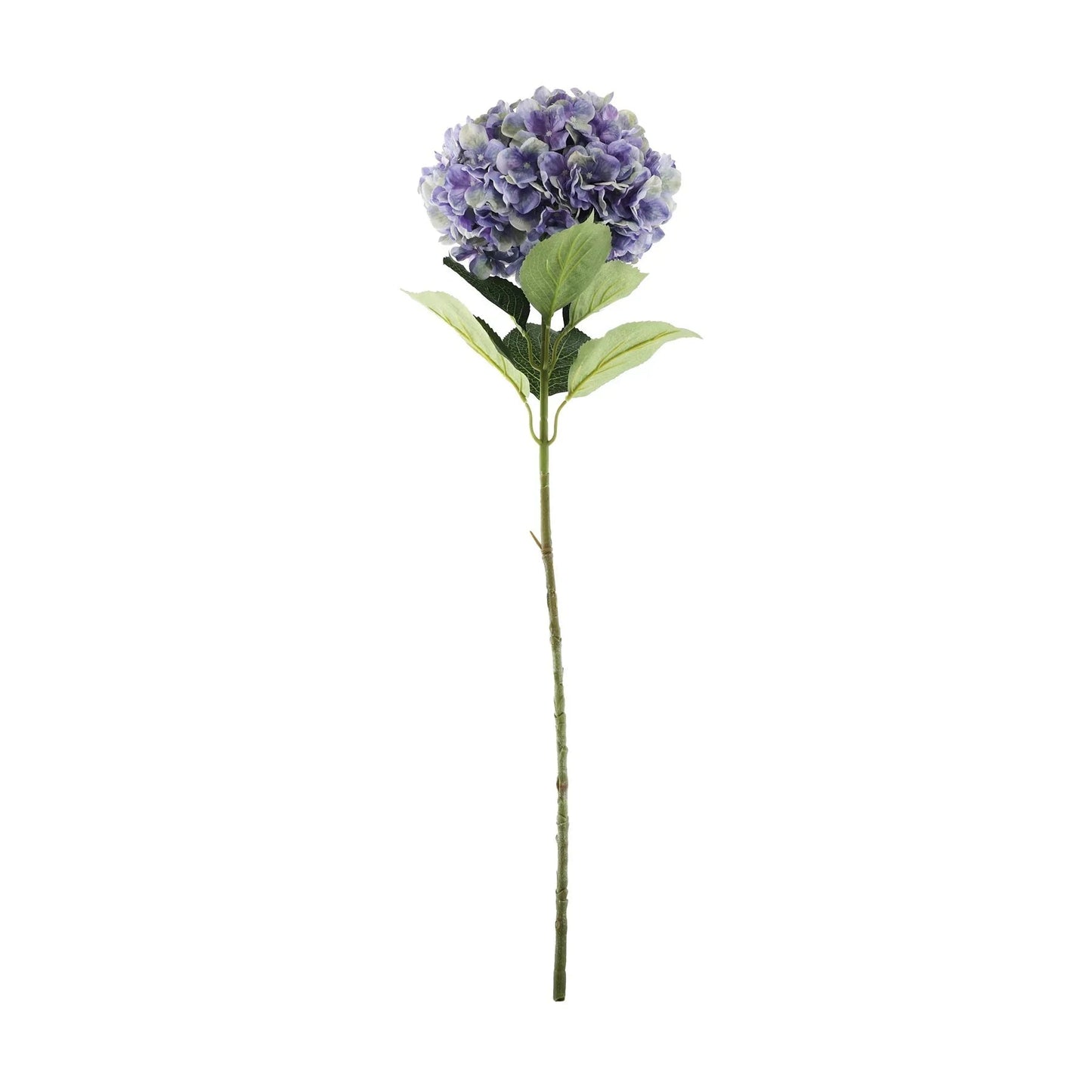 Discover the Essential Purple Giant Hydrangea at Bristow Direct