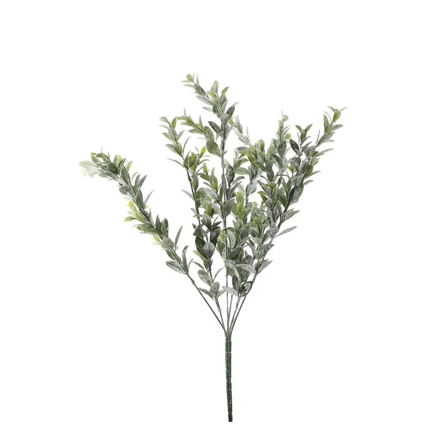 Sparkle Box Bush - Green - 50cm