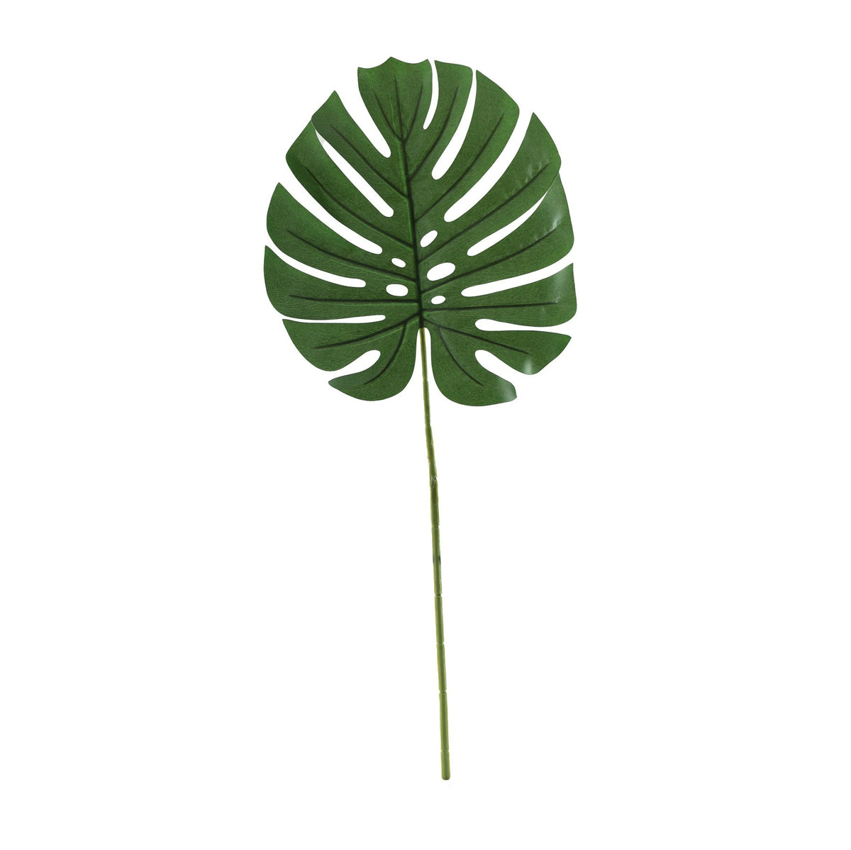 Discover the Essential Green Large Monstera Leaf at Bristow Direct