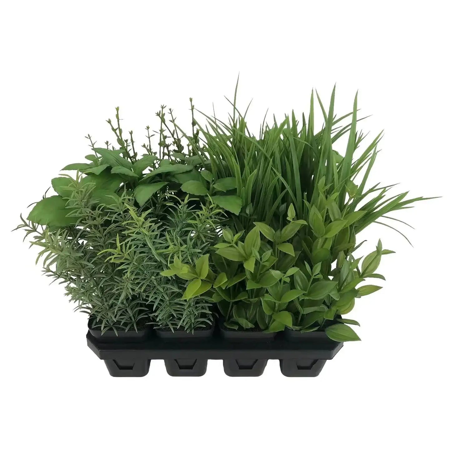 Botanica Tray of 12 Assorted Herbs
