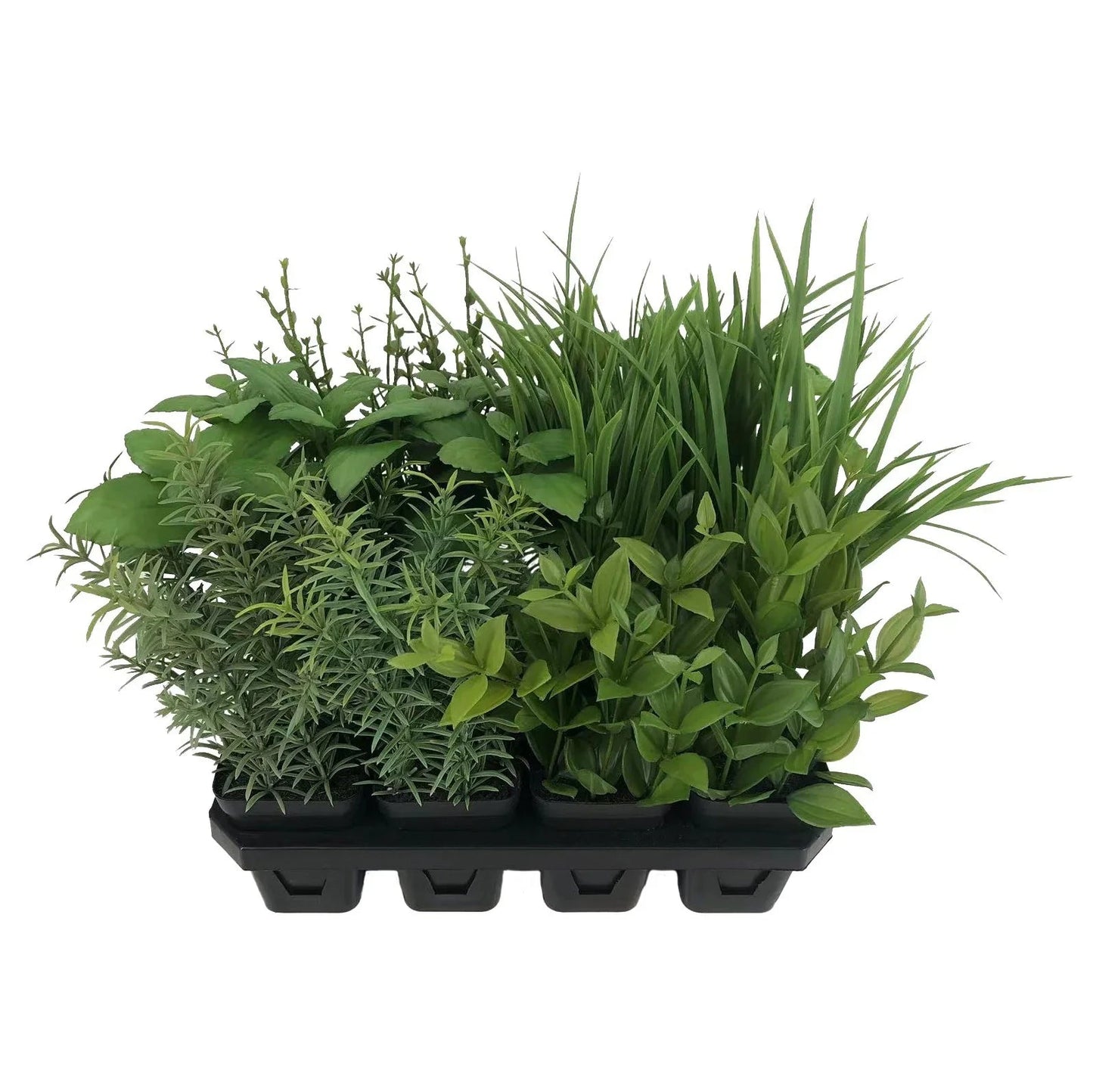 Botanica Tray of 12 Assorted Herbs