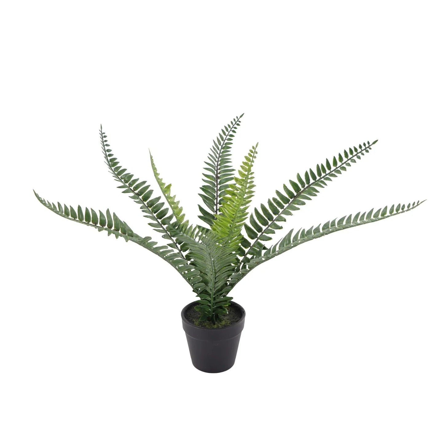 Botanica Fern Plant 8 Fronds (35cm)
