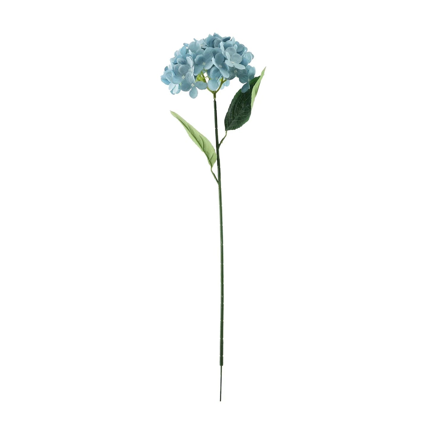 Discover the Essential Blue Hydrangea at Bristow Direct