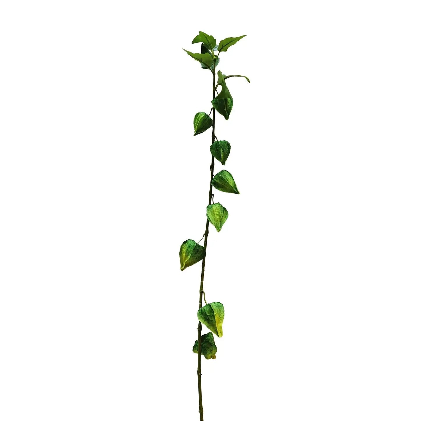 Botanica Green Houzouki (91cm)