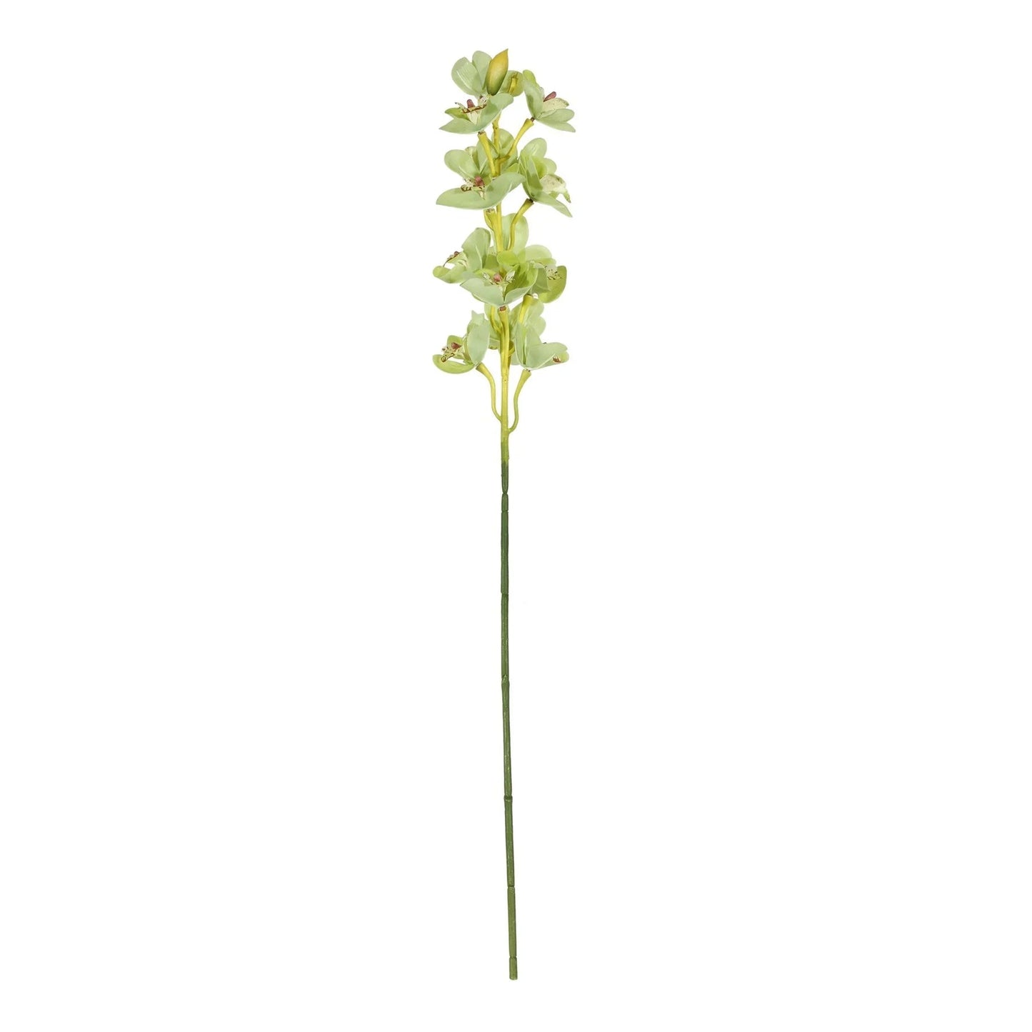 Botanica Green Cymbidium Orchid (76cm)