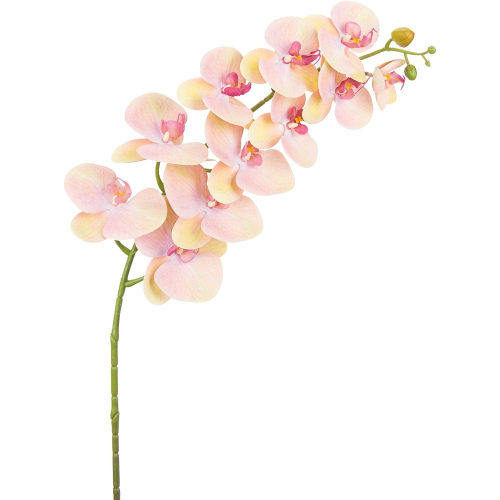 Discover the Pink Lemon Phalaenopsis Orchid Stem at Bristow Direct