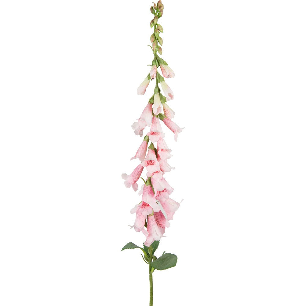 Light Pink Wild Foxglove