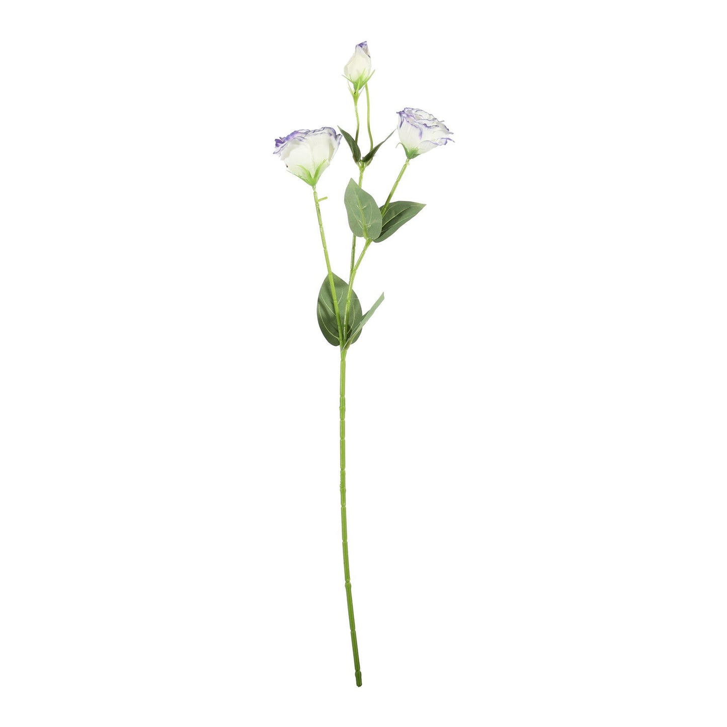 Essential Cream/Purple Lisianthus