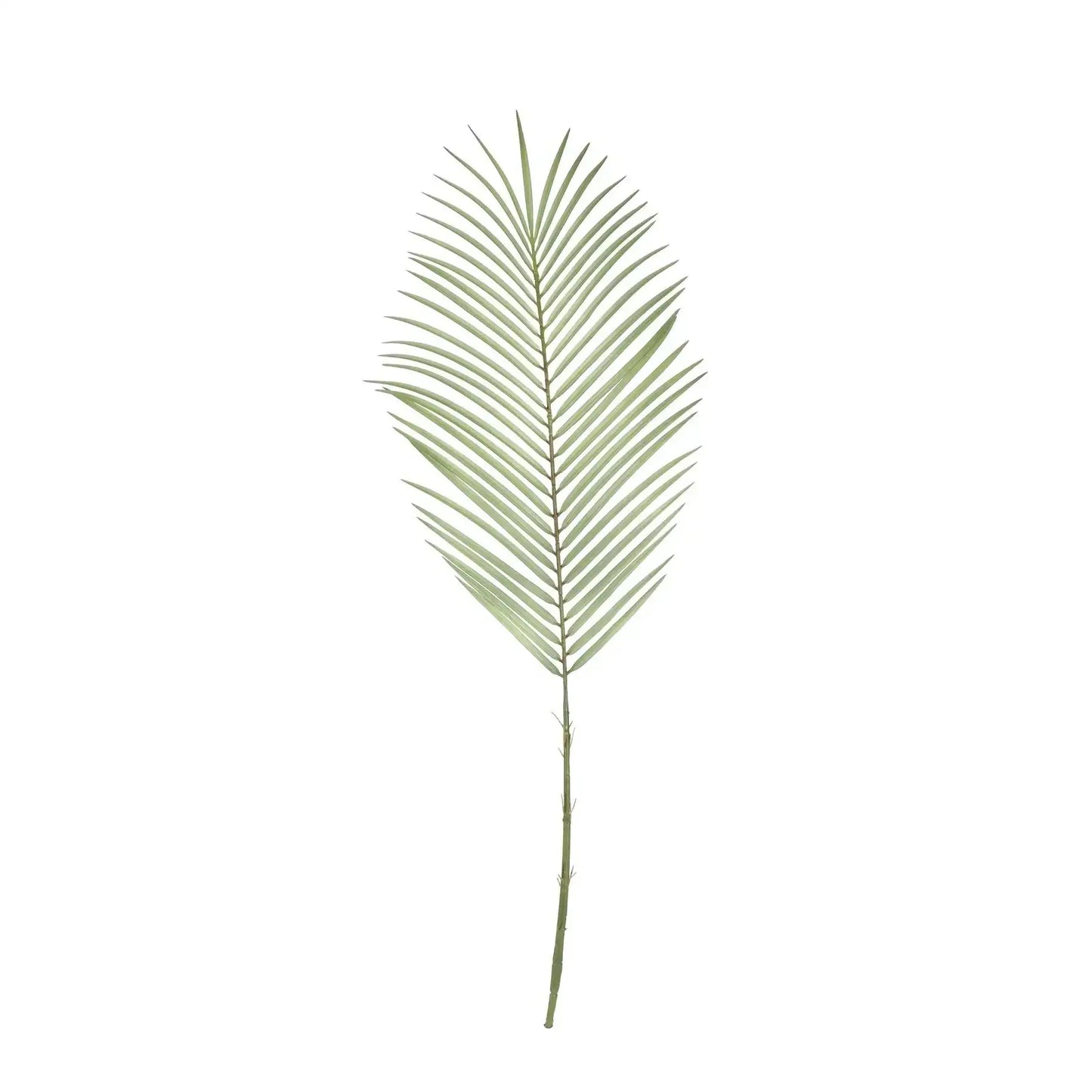 Botanica Areca Palm Frond (74cm)