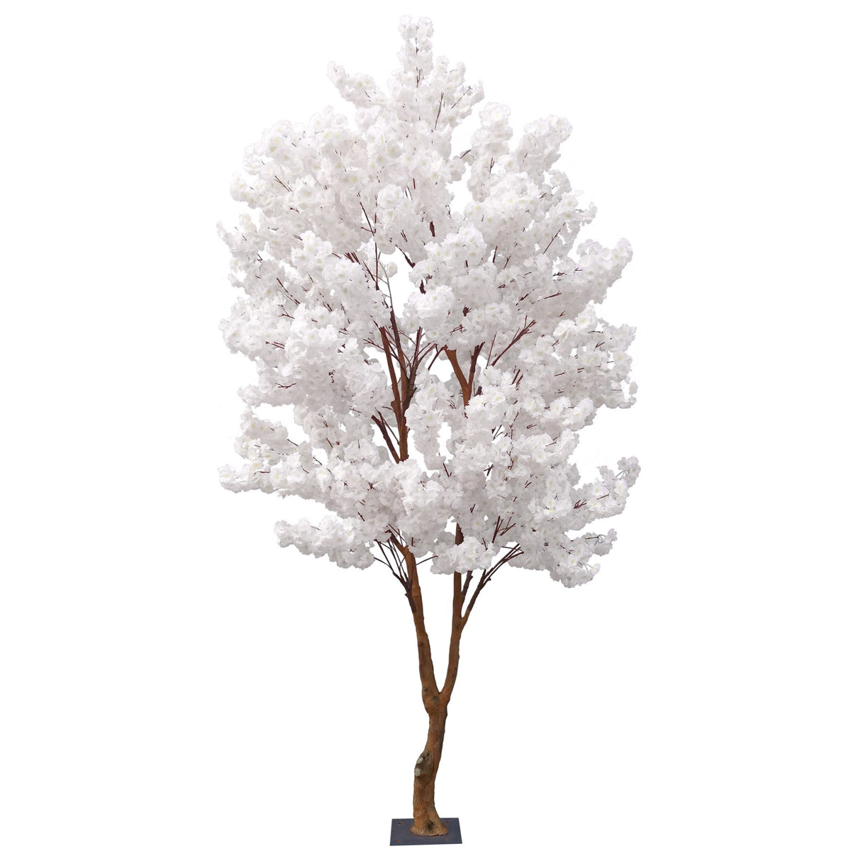 Discover the White Sakura Blossom Tree (2.8m) at Bristow Direct
