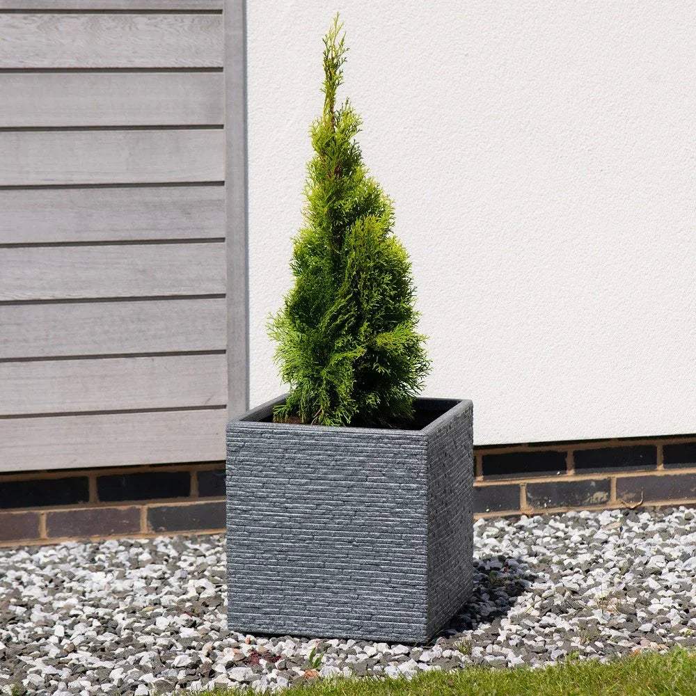 Small evergreen tree in a textured gray square planter on a gravel garden patio