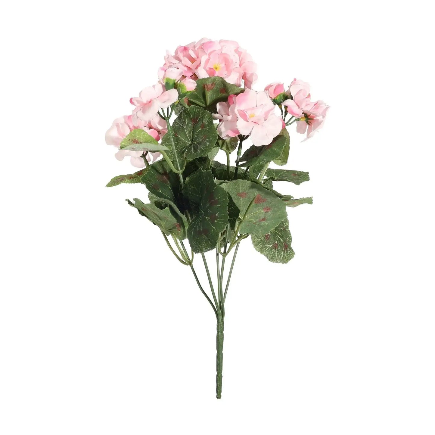 Geranium Pink Bush (10cm)