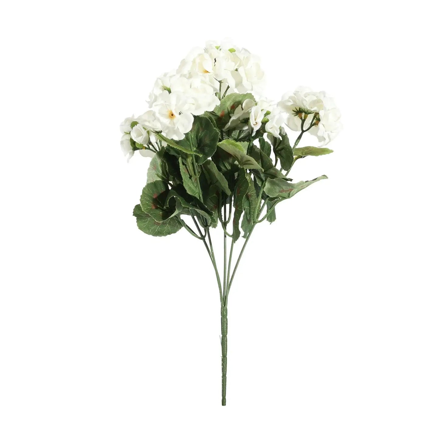 Geranium Cream Bush (10cm)