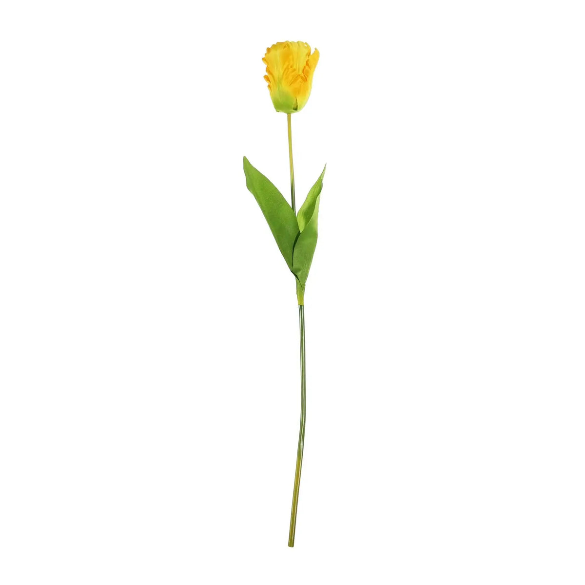 Essential Yellow Parrot Tulip (70cm)