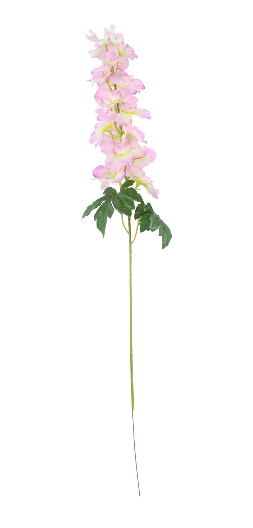 Discover the Essential Cream Pink Arundel Garden Delphinium (77cm) at Bristow Direct
