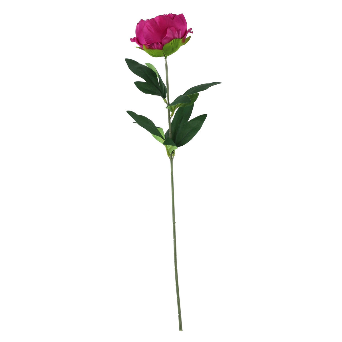 Discover the Essential Cerise Arundel Garden Peony (57cm) at Bristow Direct